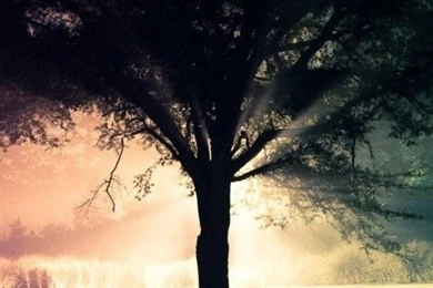 Tree Silhouette iPhone 6 Wallpapers 34125 Nature iPhone 6 ...