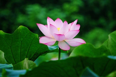 Lotus Images Photography