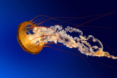 Jellyfish Wallpapers Wallpapers Cave