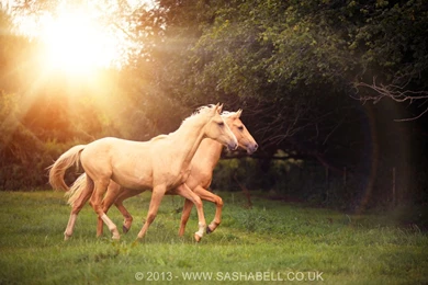 Two_palomino_horses_by_thesashabell d77t8xm.jpg