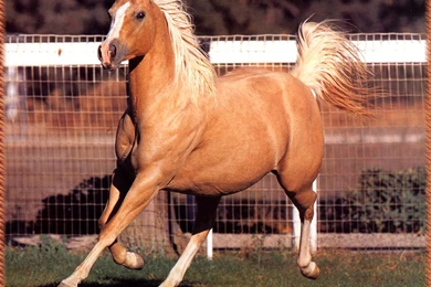 Palomino Seimon horse beautiful hd wallpapers.jpg