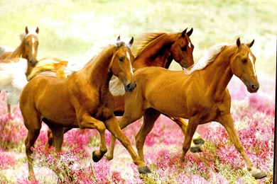 Band_of_gold_palomino_horses_wallpapers.jpg