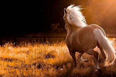 Nature running palomino horses hd wallpapers.jpg