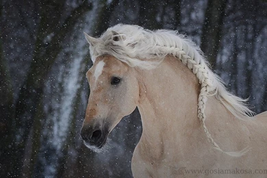 Horses: Palomino Crossbreed Horses Andalusian Vert Free Desktop ...