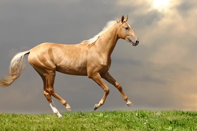 Palomino horse.jpg