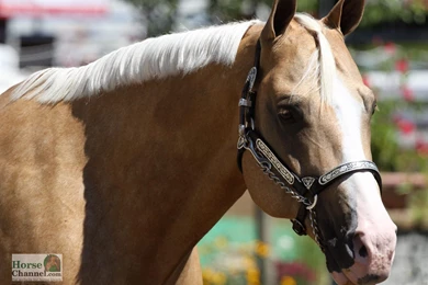 Palomino Horse Desktop Wallpapers