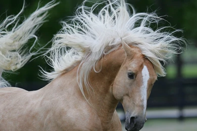 Palomino horse close up Wallpapers.jpg