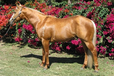 Horses: Palomino Stallion Equus Horse Nioka Misty Playboy ...