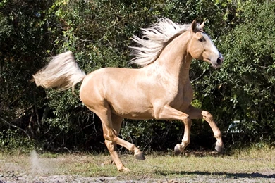 Palomino Lusitano Horse Running Desktop Wallpapers