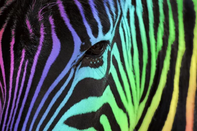 Rainbow Zebra For JJ By Scandinavianpinapple On DeviantArt