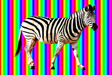 Rainbow Zebra By OPTILUX On DeviantArt