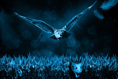Hunter Owl Predator Mouse Uhd Wallpapers Ultra High Definition ...