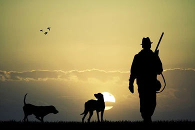 Animals, Dog, Bird, Sun, Men, Hunting, Gun, Rifles HD Wallpapers