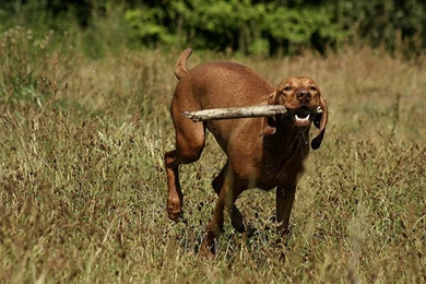 Index Of /user content/uploads/wall/o/97