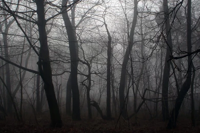 Download Creepy Forest Wallpapers HD Resolution