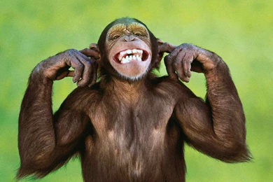 Nature Wallpapers Monkeys, Rosybrown, Gainsboro