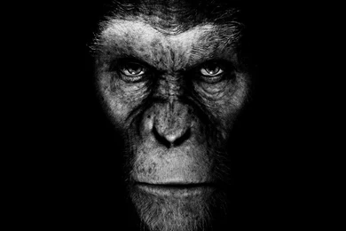 Download Monkeys Microphones Wallpapers 1024x768