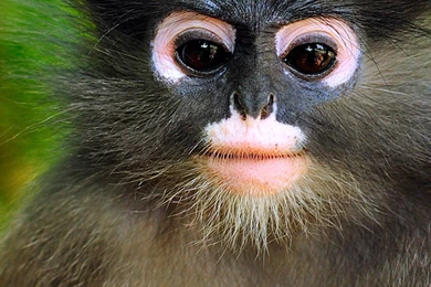 Friendly Monkeys Galaxy S6 Wallpapers