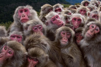 Animals National Geographic Monkeys Primates HD Wallpapers ...