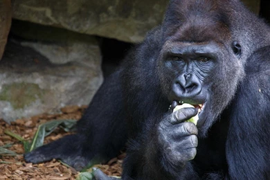 Gorillas Monkeys Wallpapers