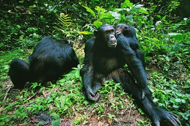 Download Wallpapers 3840x2160 Monkeys, Jungle, Grass 4K Ultra HD HD ...