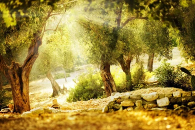 Through The Woods Of The Beautiful Sunshine HD Wallpapers 6 ...
