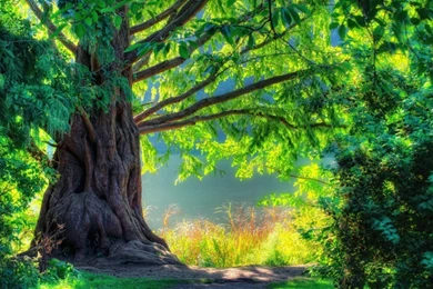 3D Tree Nature Wallpaper HD HD Widescreen Wallpapers