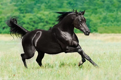 BLACK ARABIAN STALLION WALLPAPER (
