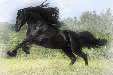 Horses Black Stallion Horses Drawings Nature Wallpapers Pictures ...