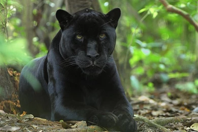 Silver White Stallion On Black Simply Wallpapers Just Choose ...