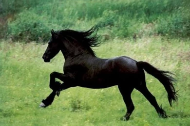 Wallpapers White Stallions On The Run Black Stallion Horse ...
