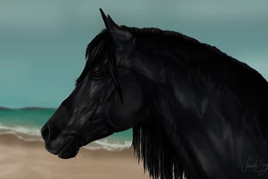 Cass Ole The Black Stallion By OoBLACKNIGHTINGALEoo On DeviantArt