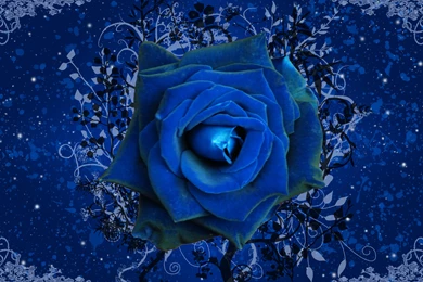 Blue Rose Wallpapers