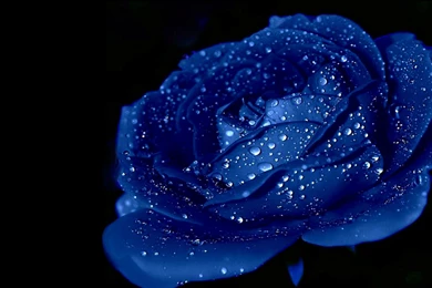 Blue rose high resolution wallpaper for desktop backgrounds