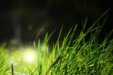 Free Digital Backgrounds Photo Wall Paper Download