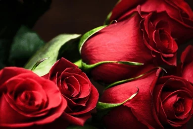 RED ROSE BOUQUET WALLPAPER (