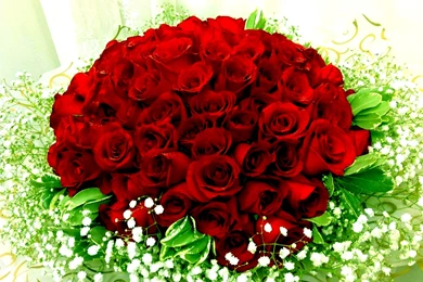 Flowers Wallpapers HD Desktop Wallpapers