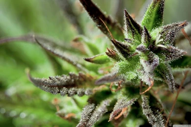 Cannabis Closeup HD Desktop Wallpapers : High Definition : Mobile