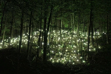 Wandering In The Enchanted Forest: 8 HOURS Of Relaxation Sleep ...