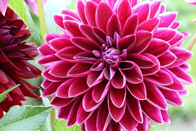 Dahlias HD Wallpapers Free Download