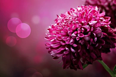 HD WALLPAPER • Azwallpaper: Dahlia Flowers Wallpapers Next...