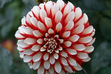 Dahlias On Pinterest