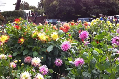 Flower Park Wallpapers Crazy Frankenstein