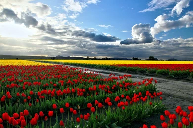 Nature Wallpaper: Scenic Widescreen Wallpaper Images HD Quality ...