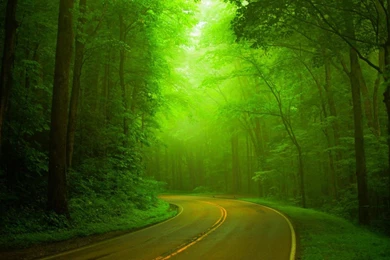 Natural, Green Forests, Woods, Roads, Hazy, Green Landscape >> HD ...