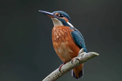 Download Wallpapers 3840x2400 Kingfisher, Bird, Branch, Color Ultra ...