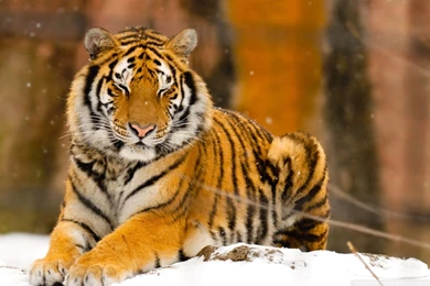 Sleepy Siberian Tiger Wild Animal HD Desktop Wallpapers ...