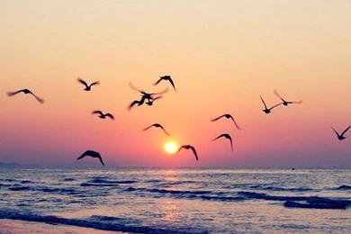 Beach Sunset Shore Birds iPhone Wallpapers / IPod Wallpapers HD ...