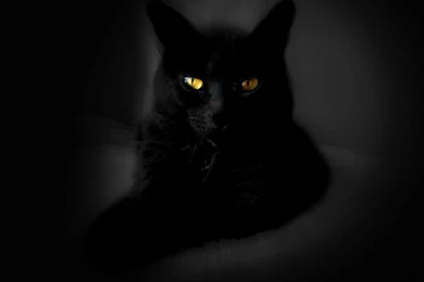 Wallpapers Black Cat Wallpapers Cave