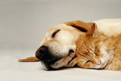 Dog And Cat Backgrounds Hd Cat Dog Download Hd Wallpapers Pictures ...
